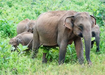 Ilmuwan Temukan Cara Unik Gajah Berkomunikasi, Menutup Telinga demi Menangkap Getaran Tanah