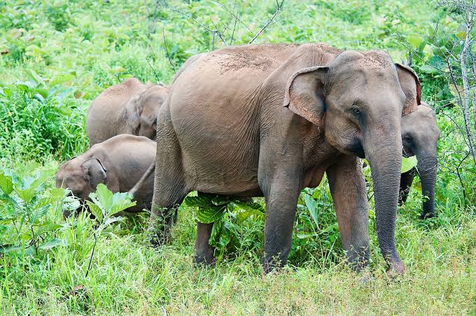 Ilmuwan Temukan Cara Unik Gajah Berkomunikasi, Menutup Telinga demi Menangkap Getaran Tanah