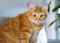 Kucing Sering Meong Tanpa Henti? Ini Penyebab dan Tanda yang Perlu Diwaspadai