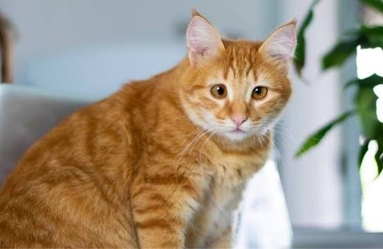 Kucing Sering Meong Tanpa Henti? Ini Penyebab dan Tanda yang Perlu Diwaspadai