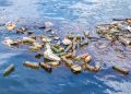 92% Hewan Laut Dalam Ternyata Mengandung Mikroplastik