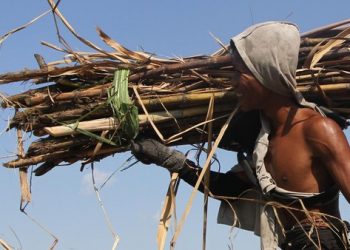 Petani Tebu Tolak Impor Gula dan Desak Kenaikan HPP Hingga Rp 16.875 per Kg