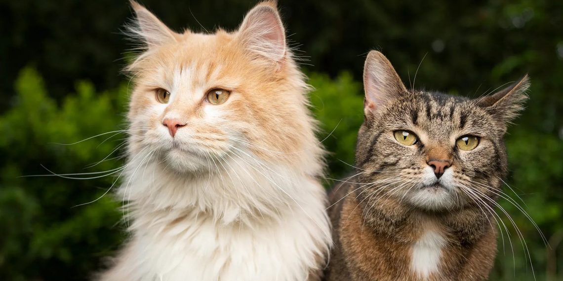 Kucing Punya Banyak Cara Berkomunikasi, Ini Arti Setiap Suaranya