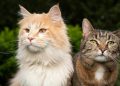 Kucing Punya Banyak Cara Berkomunikasi, Ini Arti Setiap Suaranya