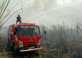 Kebakaran Lahan di Tulang Bawang Lampung Capai 6 Hektare