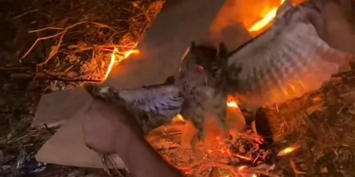 Burung Hantu Dibakar Hidup Hidup di Manggarai Barat, 3 Pelaku Ditangkap