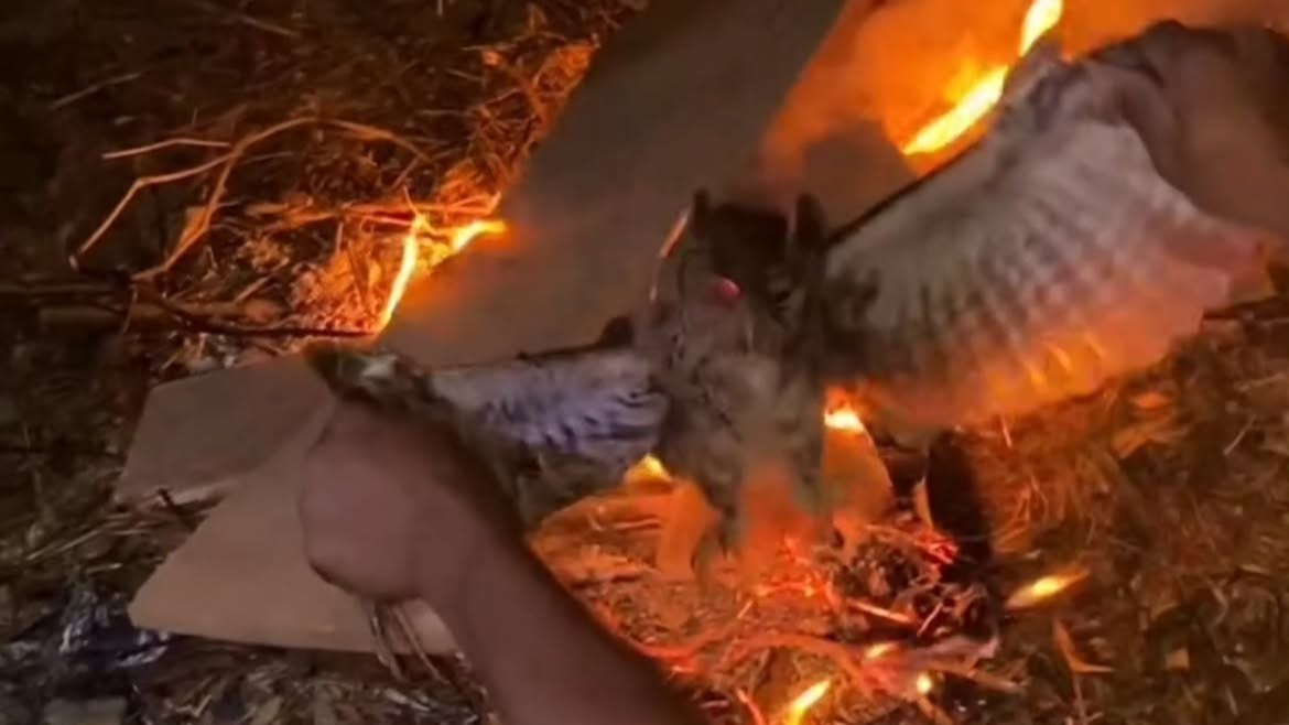 Burung Hantu Dibakar Hidup Hidup di Manggarai Barat, 3 Pelaku Ditangkap