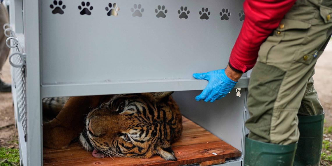 Bertahun-Tahun di Kandang Sempit 30 Singa dan Harimau Akhirnya Diselamatkan