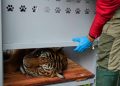 Bertahun-Tahun di Kandang Sempit 30 Singa dan Harimau Akhirnya Diselamatkan