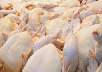 Harga Ayam Naik Tajam hingga Rp100 Ribu, Apa Penyebabnya?