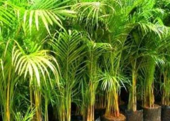 Cuaca Panas? Ini 7 Tanaman Hias yang Bikin Rumah Terasa Lebih Sejuk