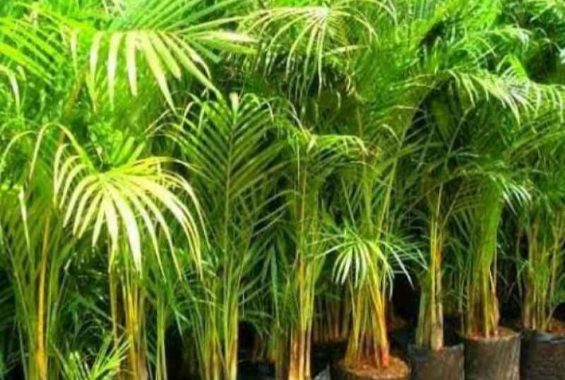 Cuaca Panas? Ini 7 Tanaman Hias yang Bikin Rumah Terasa Lebih Sejuk