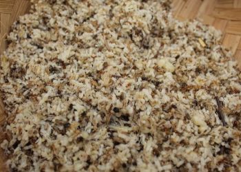 Cara Ternak Kroto di Toples untuk Pemula, Modal Minim Bisa Jadi Peluang Usaha