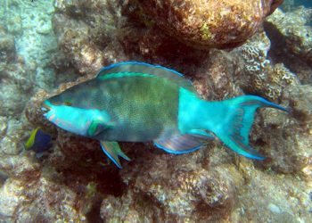 Populasi Ikan Kakatua Terus Menurun, Ahli IPB Minta Perlindungan Segera Diperkuat