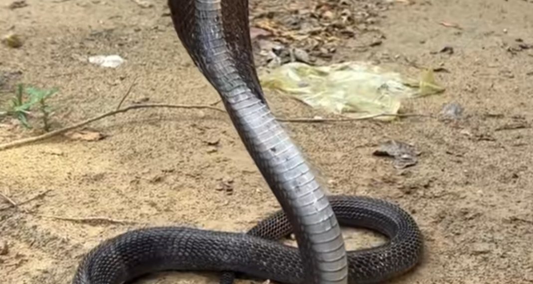 Stop Tabur Garam untuk Usir Kobra, Ini Cara Penanganan yang Tepat