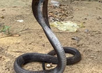 Stop Tabur Garam untuk Usir Kobra, Ini Cara Penanganan yang Tepat