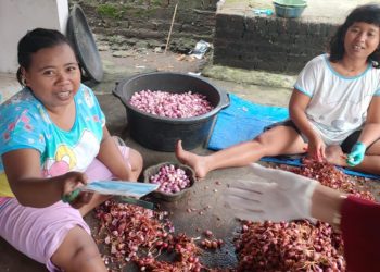 Prabowo Sebut Buruh Kupas Bawang Digaji Rp700 Ribu per Kg, Benarkah?