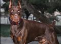 Bukan Cuma Teman, 6 Ras Anjing Ini Bisa Bantu Jaga Rumah