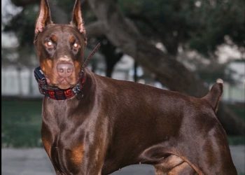 Bukan Cuma Teman, 6 Ras Anjing Ini Bisa Bantu Jaga Rumah
