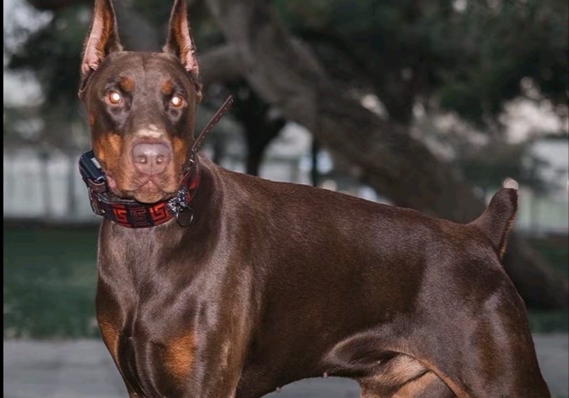 Bukan Cuma Teman, 6 Ras Anjing Ini Bisa Bantu Jaga Rumah