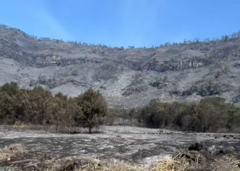 Karhutla Bromo Mereda, Kemenhut Pastikan Tak Ada Bara Tersisa