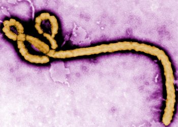 Wabah Ebola di Kongo