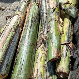 Ilustrasi. Gedebong Pisang. (Gemala Craft)
