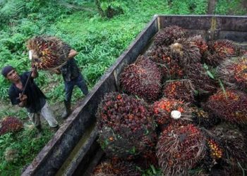 Lahan Hutan 6 Hektare di Riau Terbakar, Polisi Temukan Bibit Sawit