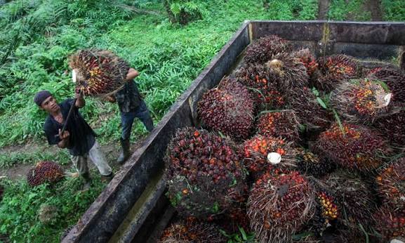 Lahan Hutan 6 Hektare di Riau Terbakar, Polisi Temukan Bibit Sawit