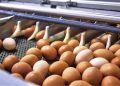 Indonesia Incar Posisi Pemimpin Industri Protein ASEAN