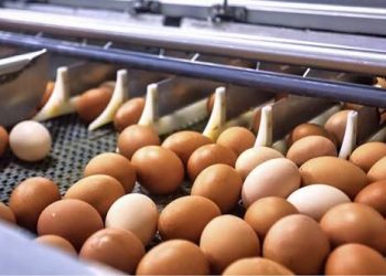 Indonesia Incar Posisi Pemimpin Industri Protein ASEAN