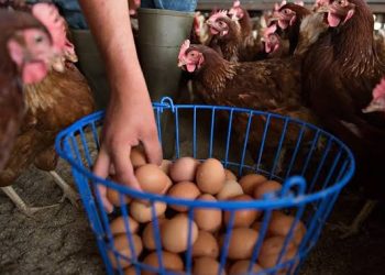 Peternak Ayam Rugi, 1.200 Ayam Dibagikan Gratis di Tengah Malioboro