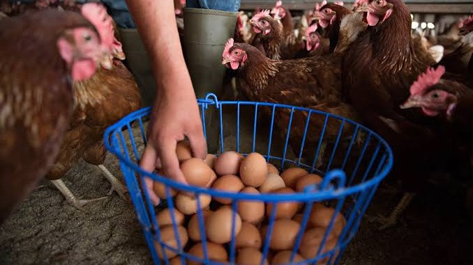 Peternak Ayam Rugi, 1.200 Ayam Dibagikan Gratis di Tengah Malioboro
