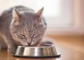 6 Kesalahan Memberi Makan Kucing yang Sering Dianggap Sepele
