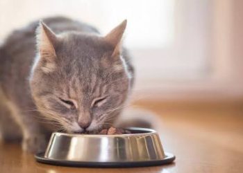 6 Kesalahan Memberi Makan Kucing yang Sering Dianggap Sepele
