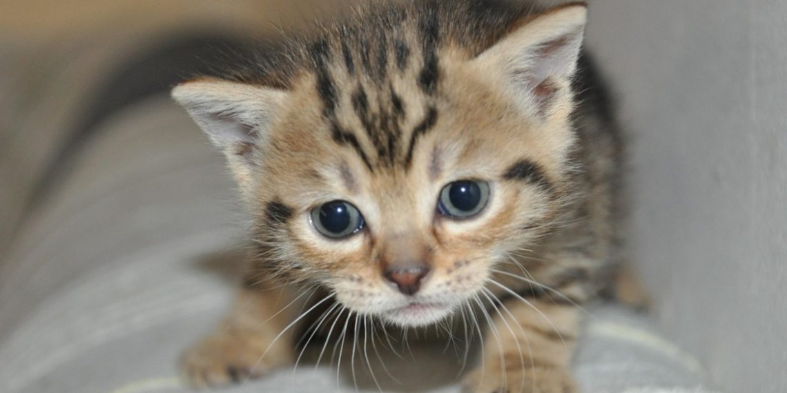 Bukan Bau Kucing, Ini Rahasia Parfum Aroma ‘Bulu Anak Kucing’ yang Sedang Tren