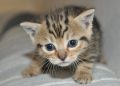 Bukan Bau Kucing, Ini Rahasia Parfum Aroma ‘Bulu Anak Kucing’ yang Sedang Tren