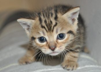 Bukan Bau Kucing, Ini Rahasia Parfum Aroma ‘Bulu Anak Kucing’ yang Sedang Tren