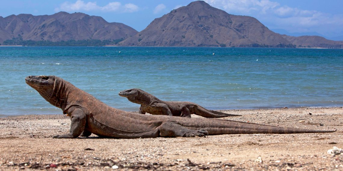 Taman Nasional Komodo - Pexels/Jeffry Surianto