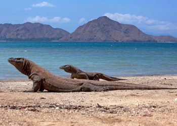 Taman Nasional Komodo - Pexels/Jeffry Surianto
