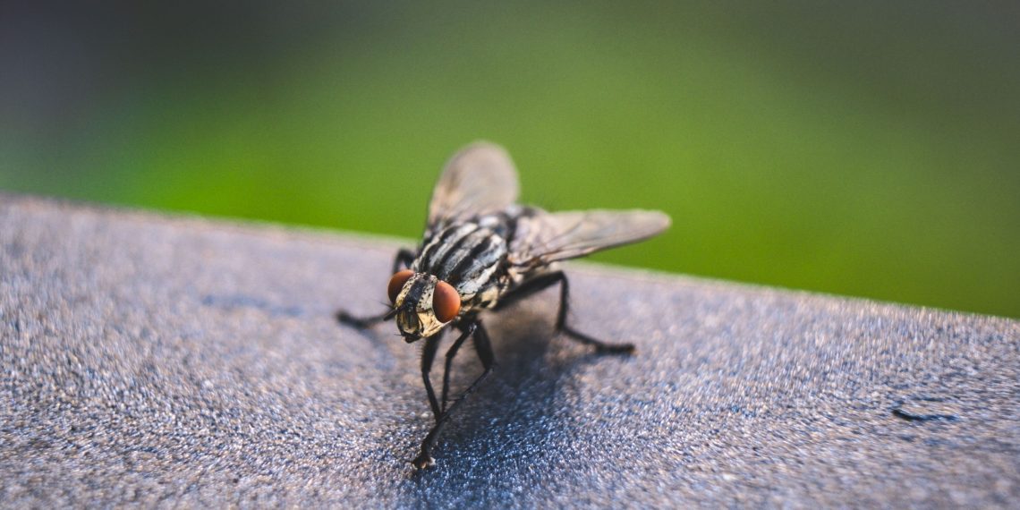 5  Tips Usir Lalat Biar Tidak Hinggap di Tempat Sampah Rumah