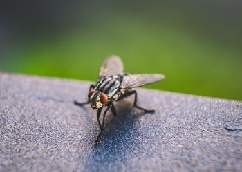 5  Tips Usir Lalat Biar Tidak Hinggap di Tempat Sampah Rumah