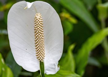 5 Tanaman yang Tumbuh Subur dengan Air Beras