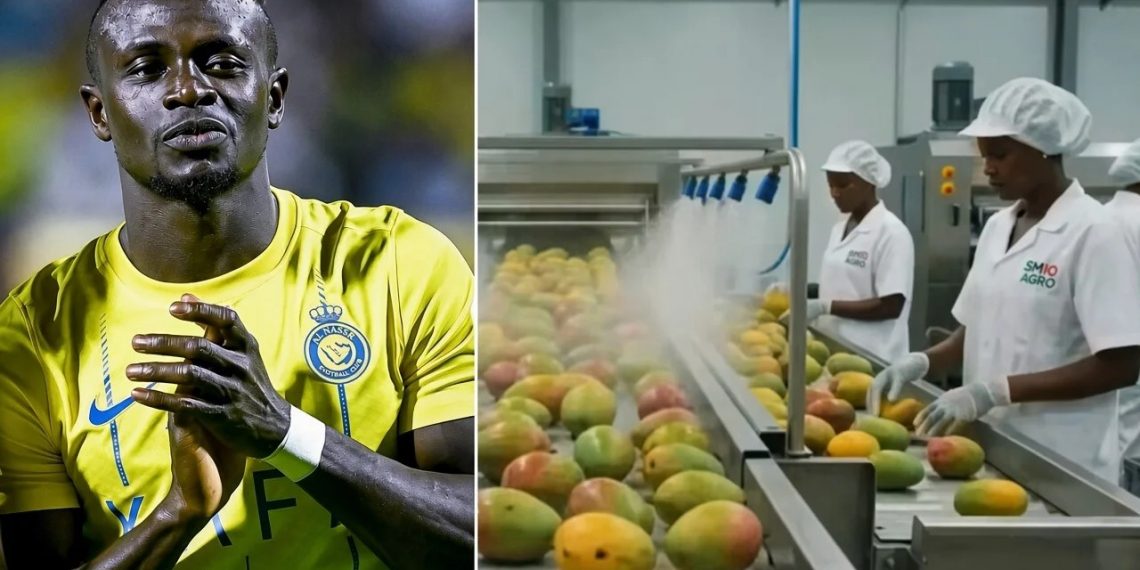 Sadio Mané Bangun Industri Mangga Rp363,6 Miliar di Kampung Halaman