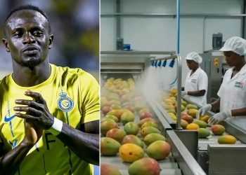 Sadio Mané Bangun Industri Mangga Rp363,6 Miliar di Kampung Halaman