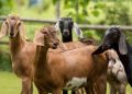 Ratusan Warga Diperiksa setelah Berinteraksi dengan Kambing yang Terpapar Rabies