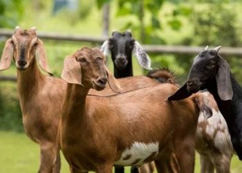 Ratusan Warga Diperiksa setelah Berinteraksi dengan Kambing yang Terpapar Rabies