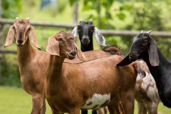 Ratusan Warga Diperiksa setelah Berinteraksi dengan Kambing yang Terpapar Rabies