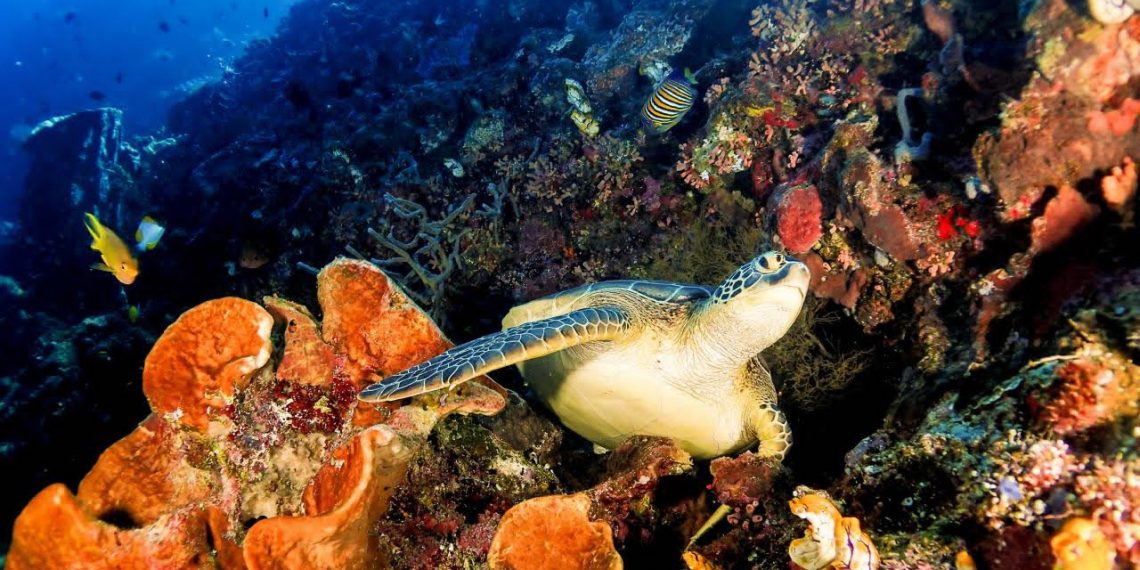 Kemenpar Kecam Tindakan Turis China Buru dan Konsumsi Penyu di Raja Ampat
