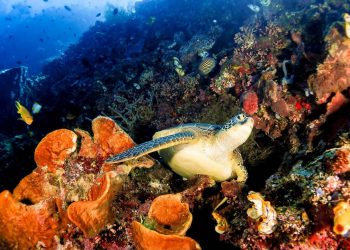 Kemenpar Kecam Tindakan Turis China Buru dan Konsumsi Penyu di Raja Ampat